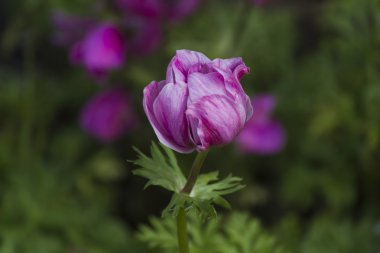 Bahçedeki anemon coronaria