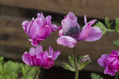 Bahçedeki anemon coronaria
