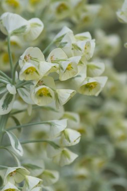 Bahçedeki çiçekler