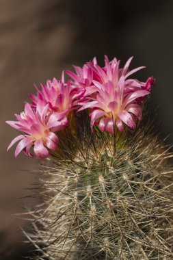 Bahçedeki sulu bitkiler.