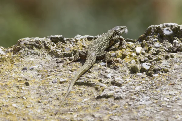 Eidechse auf dem Felsen — Stockfoto