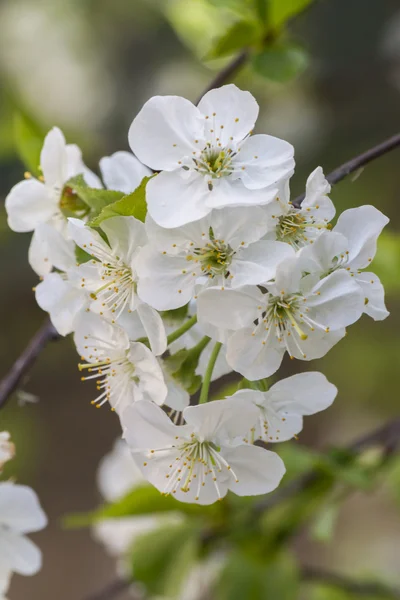 Cherry blossom — Stock Photo, Image