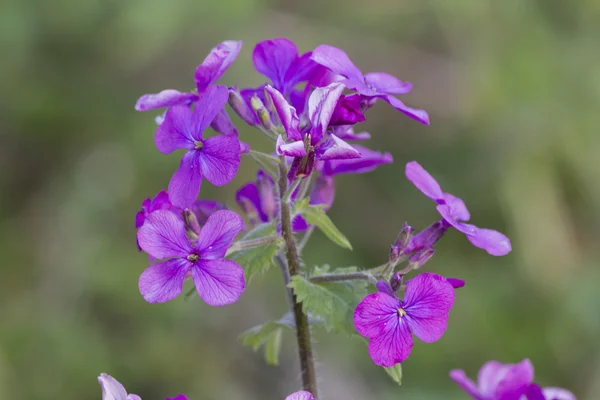 Violette Blüten auf der Wiese — Stockfoto