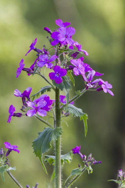 Фіолетові квіти лугу — стокове фото