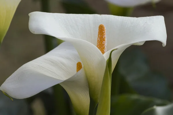 Calla lily i trädgården — Stockfoto