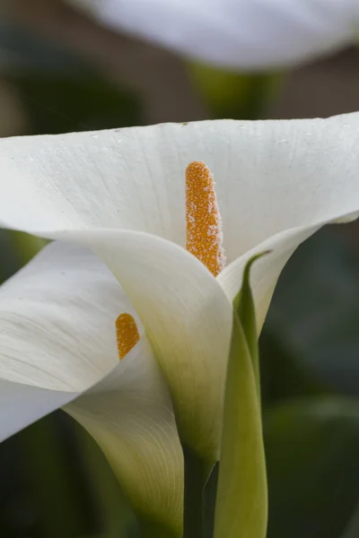 Calla lily i trädgården — Stockfoto