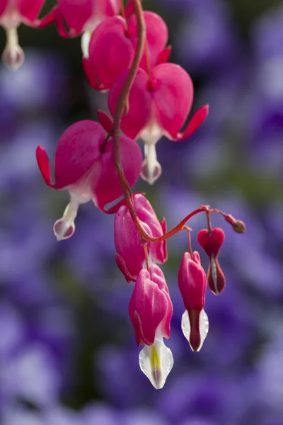 Dicentra fukszia a kertben — Stock Fotó