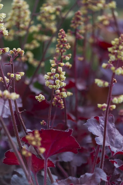 Blommor i trädgården — Stockfoto