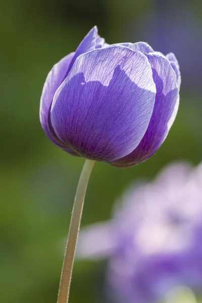 Bahçedeki anemon coronaria — Stok fotoğraf