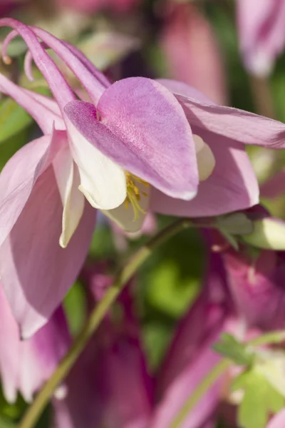 Kolonn i trädgården — Stockfoto