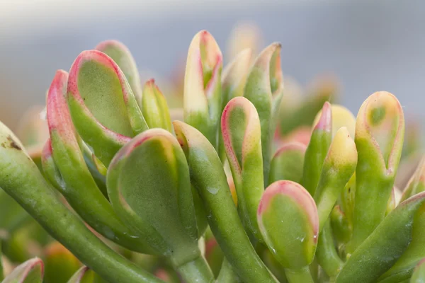 Sukkulente im Garten — Stockfoto