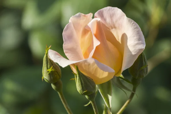 Rosas en el jardín —  Fotos de Stock