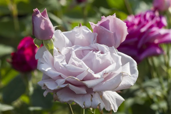 Rosen im Garten — Stockfoto