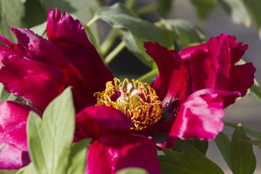 Bahçedeki şakayık