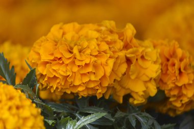 Bahçedeki zinnia çiçeği