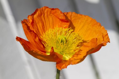 bahçede gelincikler