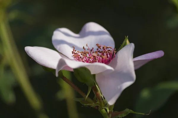 Rosas en el jardín — Foto de Stock