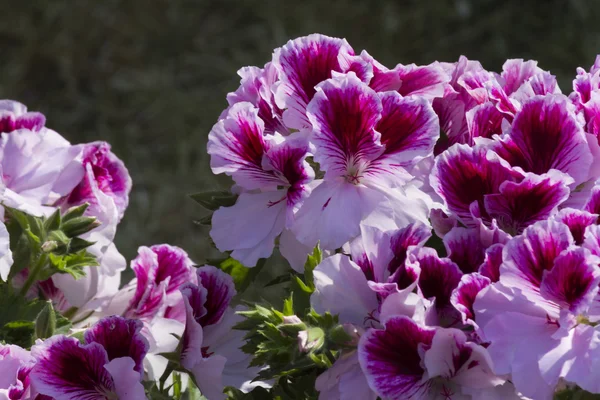 Anjers in de tuin — Stockfoto