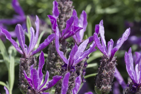 Lavendel im Garten — Stockfoto