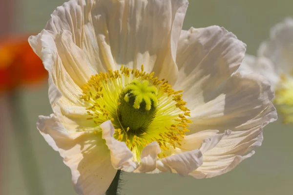 Poppies in the garden — Stock Photo, Image