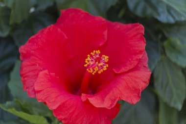 Ibiscus Çiçek bahçesinde