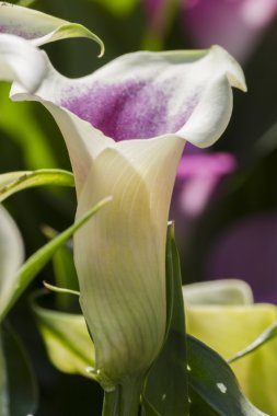 Calla lily bahçede