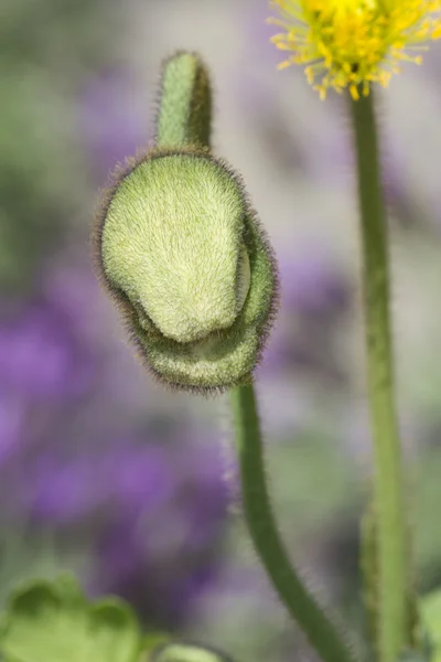 Amapolas en el jardín — Foto de Stock