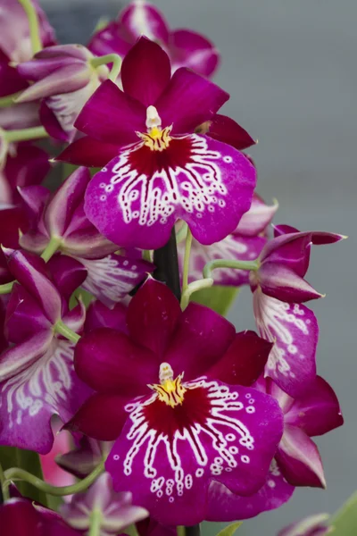 Orchid in the garden — Stock Photo, Image