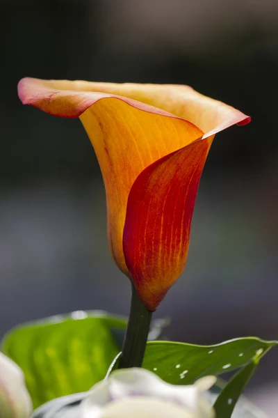 Giglio di Calla in giardino — Foto Stock