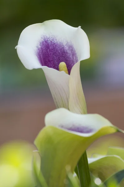 Giglio di Calla in giardino — Foto Stock