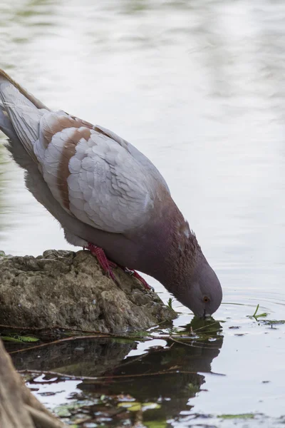 Pigeon on lake — Stock Photo, Image