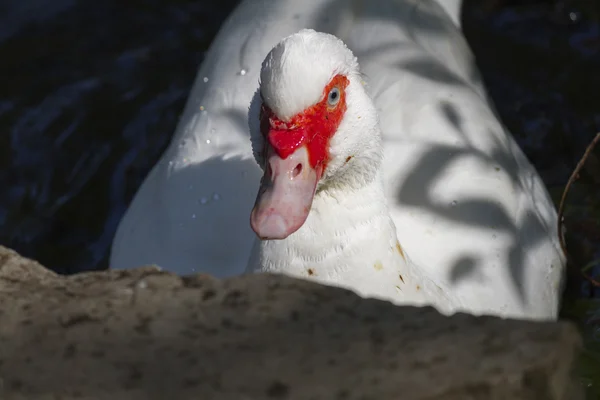 Kachna na jezeře — Stock fotografie