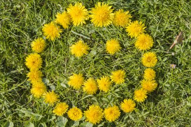 Karahindiba çimenlerin üzerinde ile gülümse