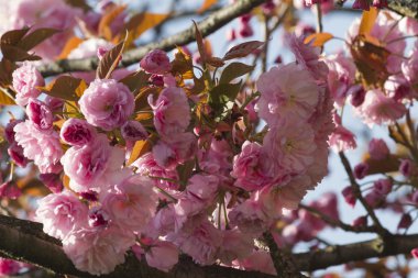 İlkbaharda pembe sakura çiçeği