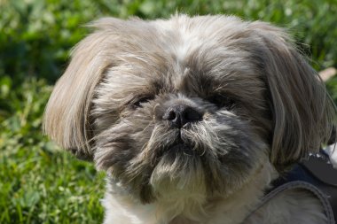 Shih tzu köpek