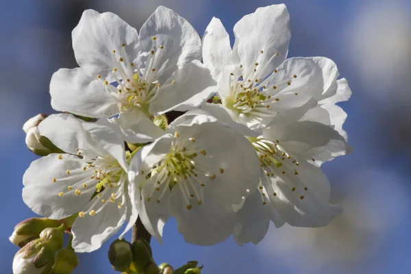 Cherry blossom — Stock Photo, Image