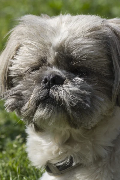 Pies shih tzu — Zdjęcie stockowe