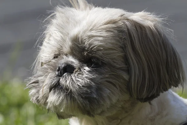 Shih tzu σκύλος — Φωτογραφία Αρχείου