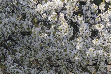 Baharda ağaçta beyaz çiçekler