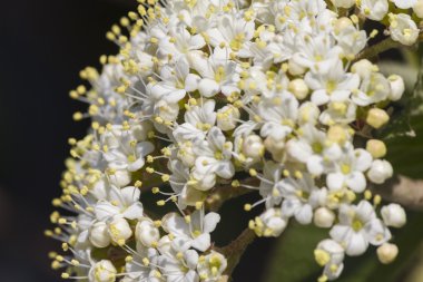 Baharda ağaçta beyaz çiçekler