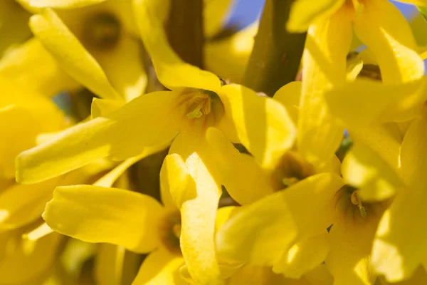 Flor de Forsythia —  Fotos de Stock