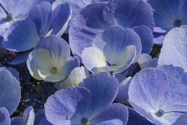 Hortensia in de tuin — Stockfoto