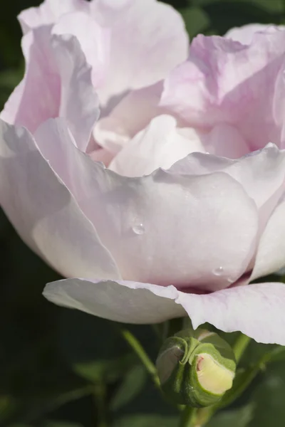 Rosen im Garten — Stockfoto