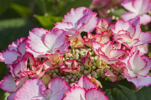 Hortensia in de tuin — Stockfoto