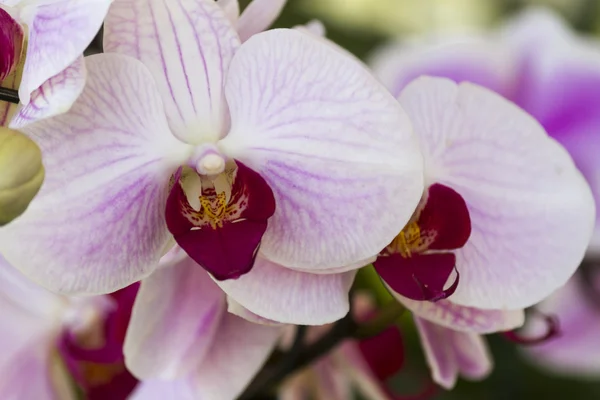 Orchidea in giardino — Foto Stock