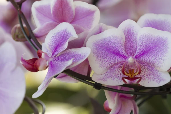 Orchidee in de tuin — Stockfoto