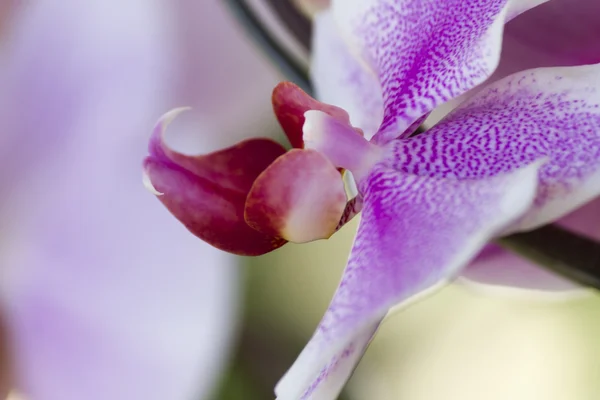 Орхідея в саду — стокове фото