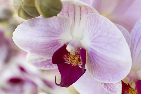 Orchidea in giardino — Foto Stock