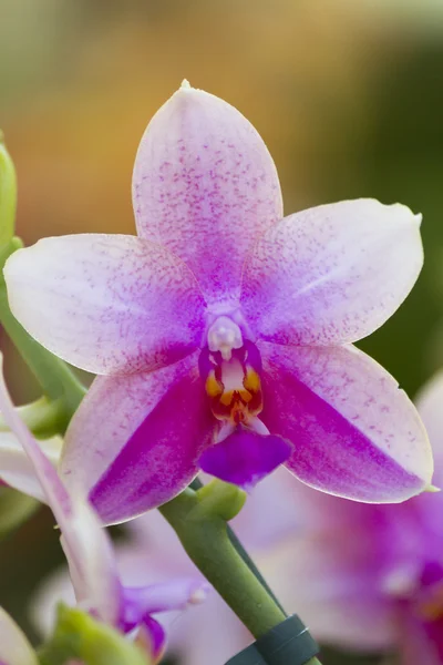 Orchidee in de tuin — Stockfoto