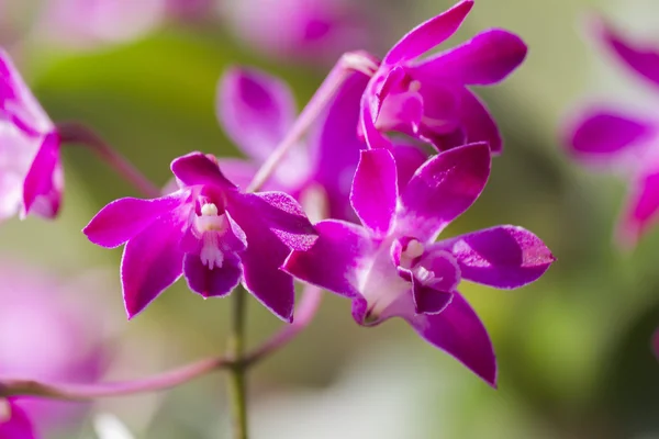 Orchidee in de tuin — Stockfoto